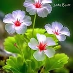 @sajadhalajeyan