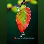 @soheila_soltanloo