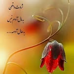 @bamboo5387