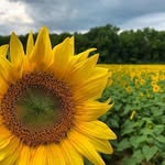 @samir.a7001