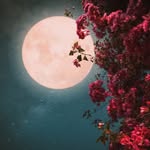@fatiiik_2003