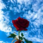 @nazi8899999
