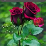 @sevin.b.90