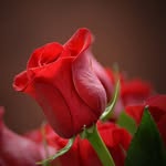 @hamedd_687