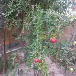 @mohammadsoheyliebrahimi