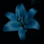 @amir_nistam._