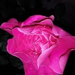 @marya_hassan_01