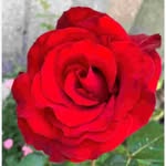 @saeidgh412