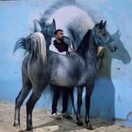 @iman.zarafshan3500