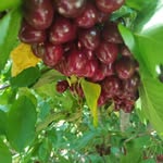 @kani.var.roj