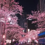 @n05263002