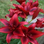 @salil_art